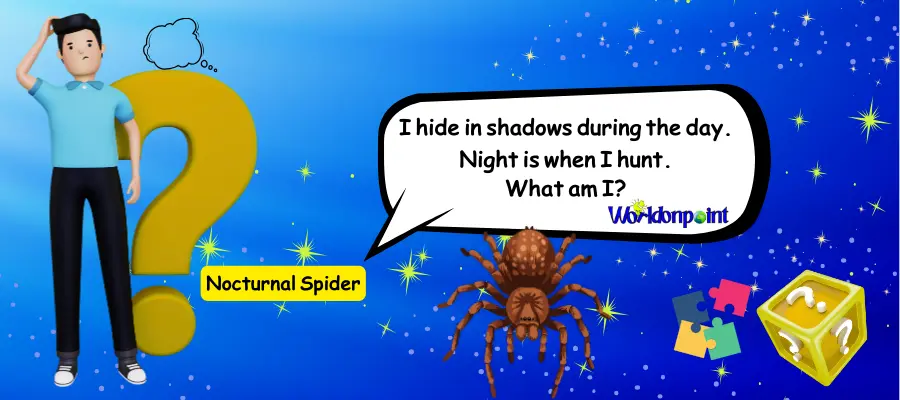 spider riddles