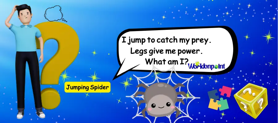 spider riddles