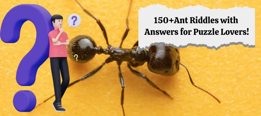 ant riddles