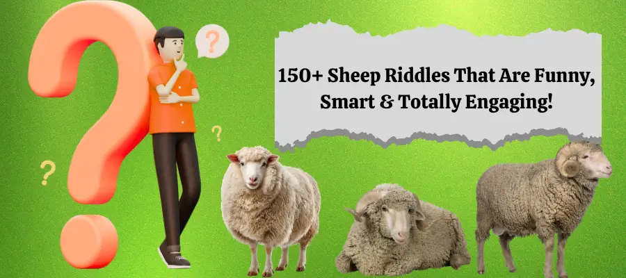 sheep riddles