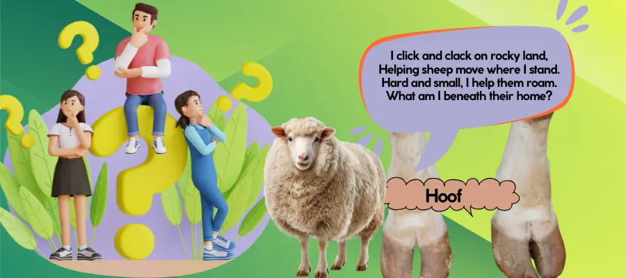 sheep riddles